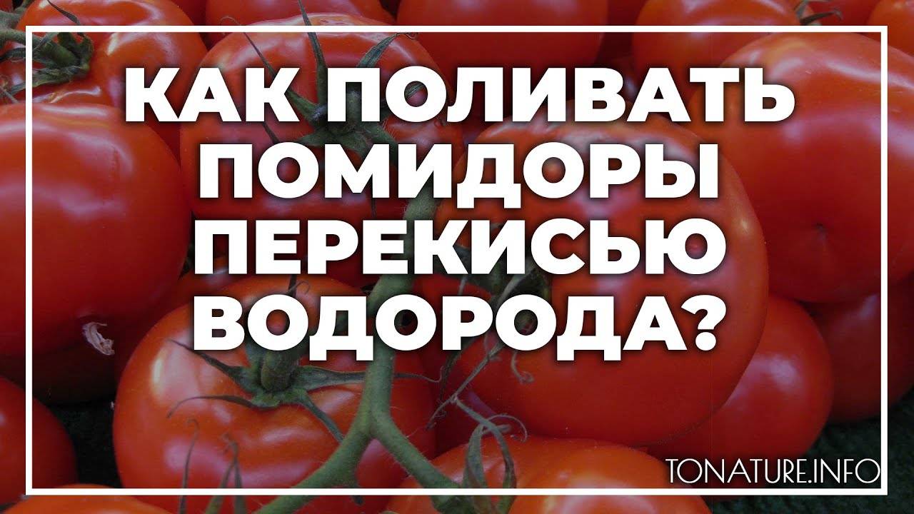 Перекись водорода и семена томатов