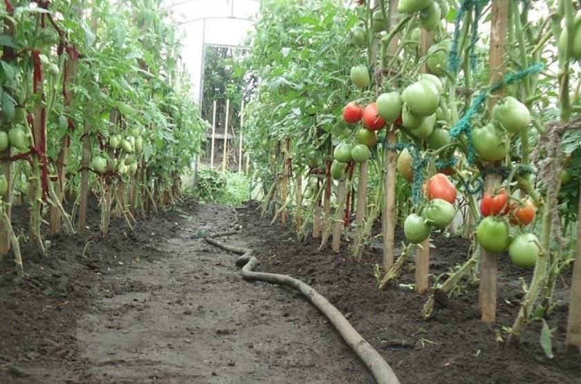 Полив помидоров в теплице: как часто это делать и в каких количествах