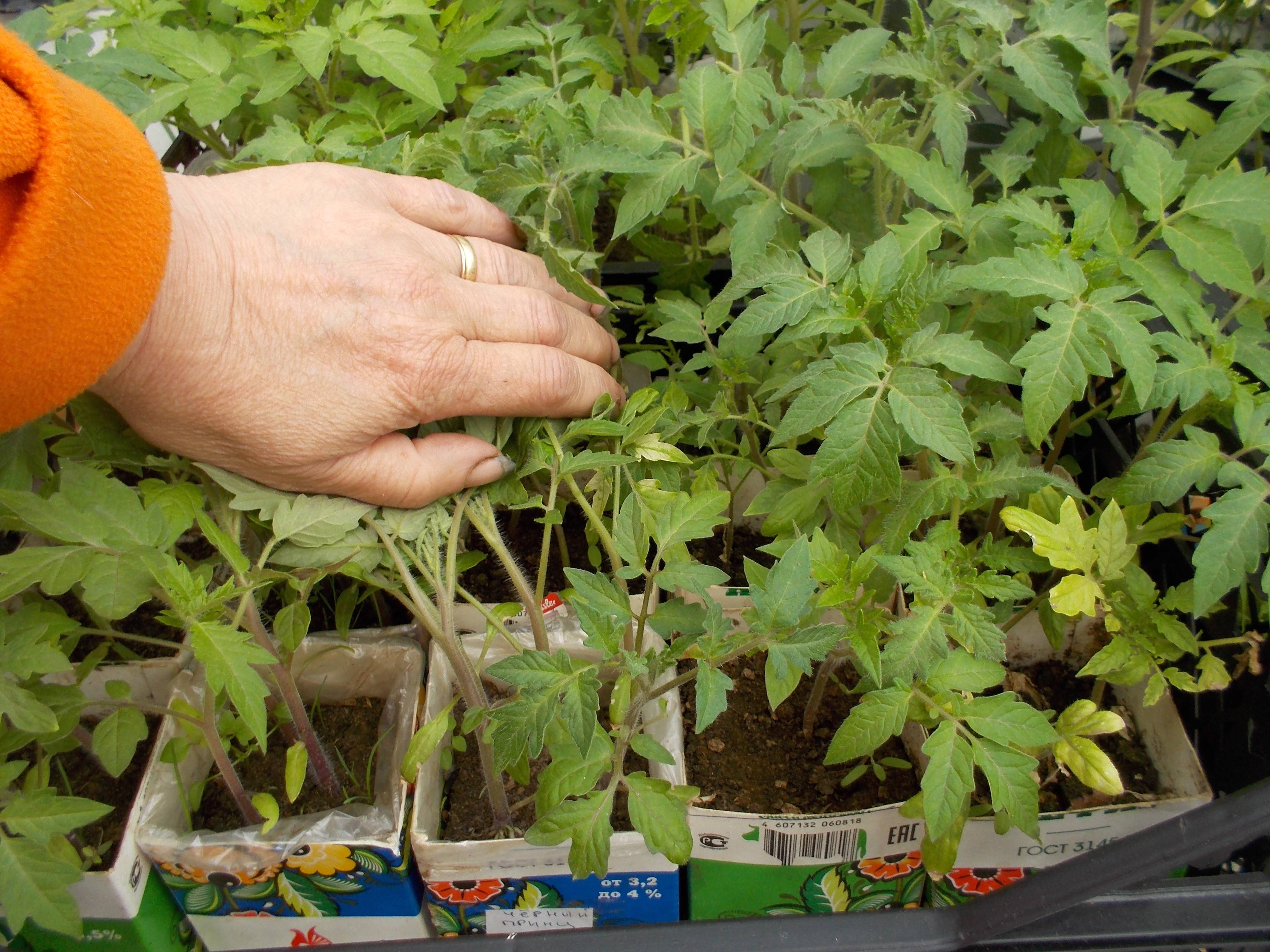 Как ухаживать за рассадой помидоров для лучшего урожая