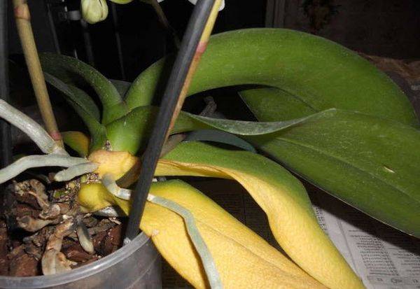 Почему у орхидеи желтеют листья и что делать, чтобы не пожелтел весь цветок, естественные причины пожелтения и как спасти цветущий фаленопсис
