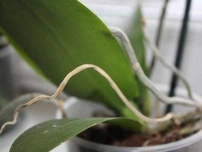 У орхидеи засохли корни: что делать с ними и как реанимировать сухую корневую систему, видео по теме