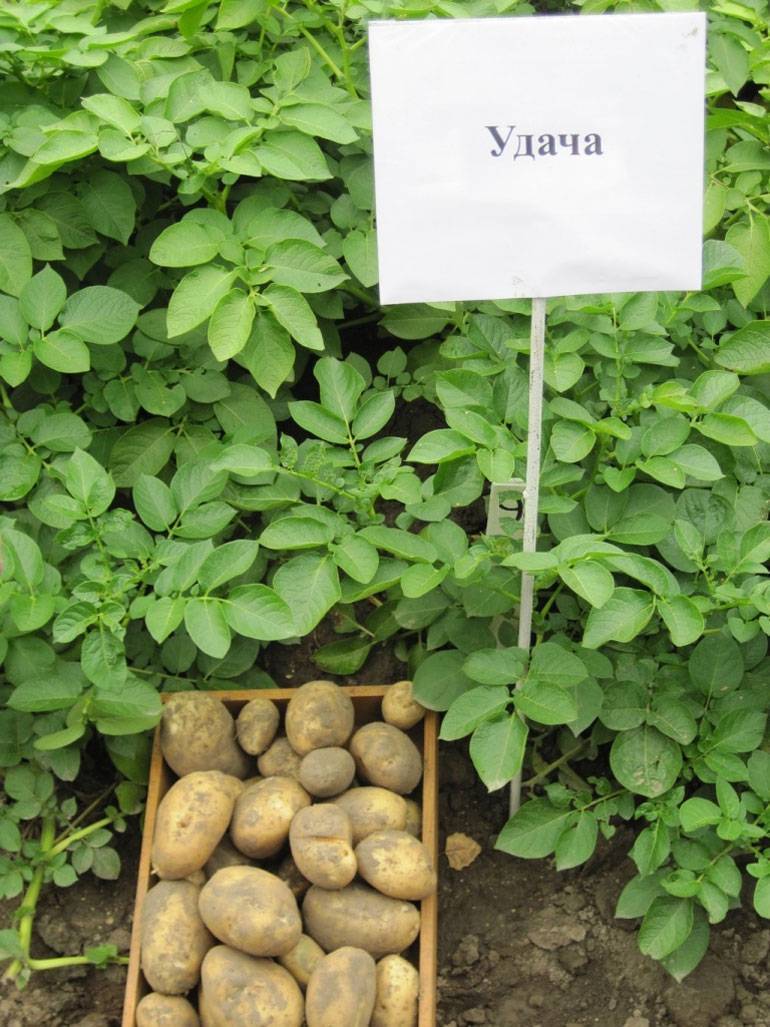 Описание сорта картофеля зекура, его характеристика и урожайность