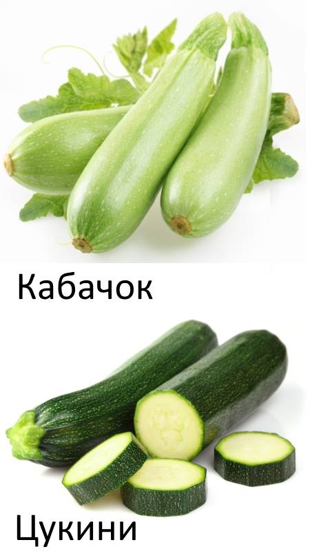 Цукини - что это, чем отличается от кабачка, польза, рецепты