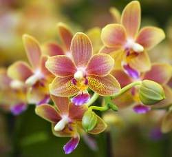 Узнайте про субстрат для орхидей: виды и какой лучше