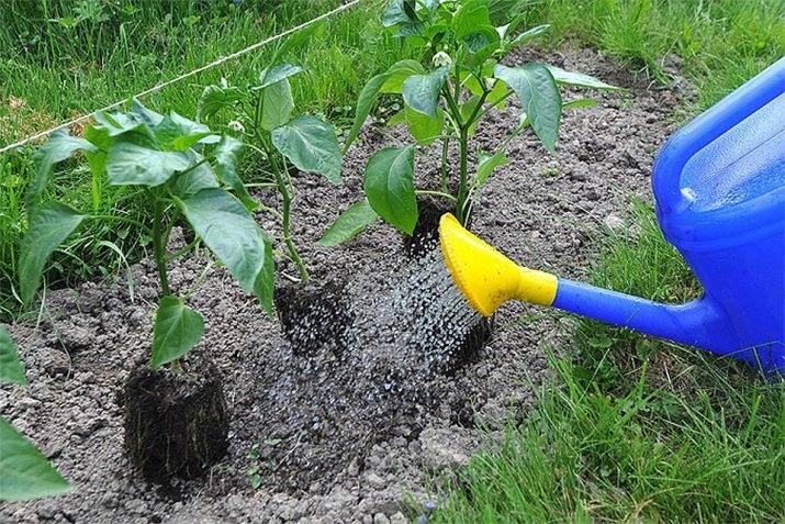 Полив тыквы в открытом грунте: как часто надо поливать тыкву в жаркую погоду