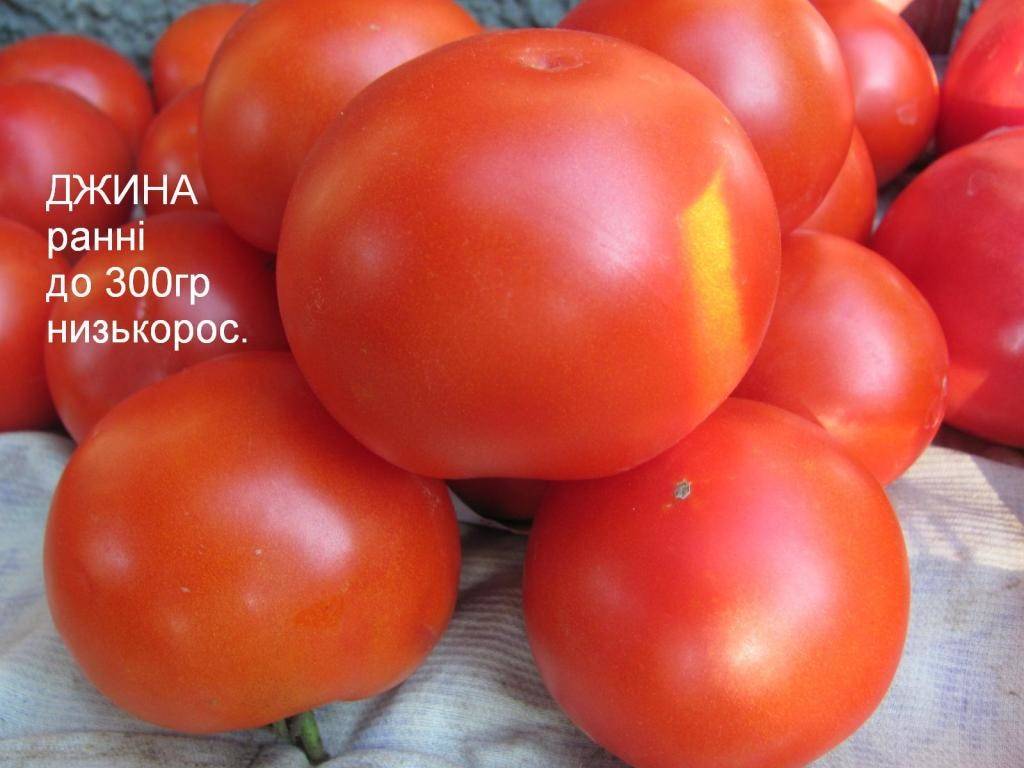 Томат джина: описание и характеристика сорта, особенности выращивания и посадки помидоров, отзывы тех, кто сажал, фото