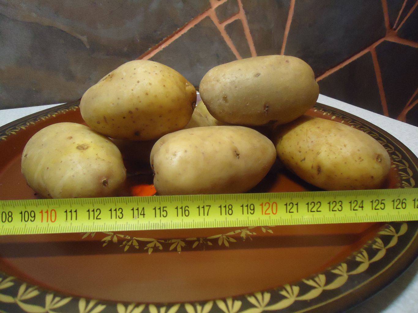картофель рамона фото