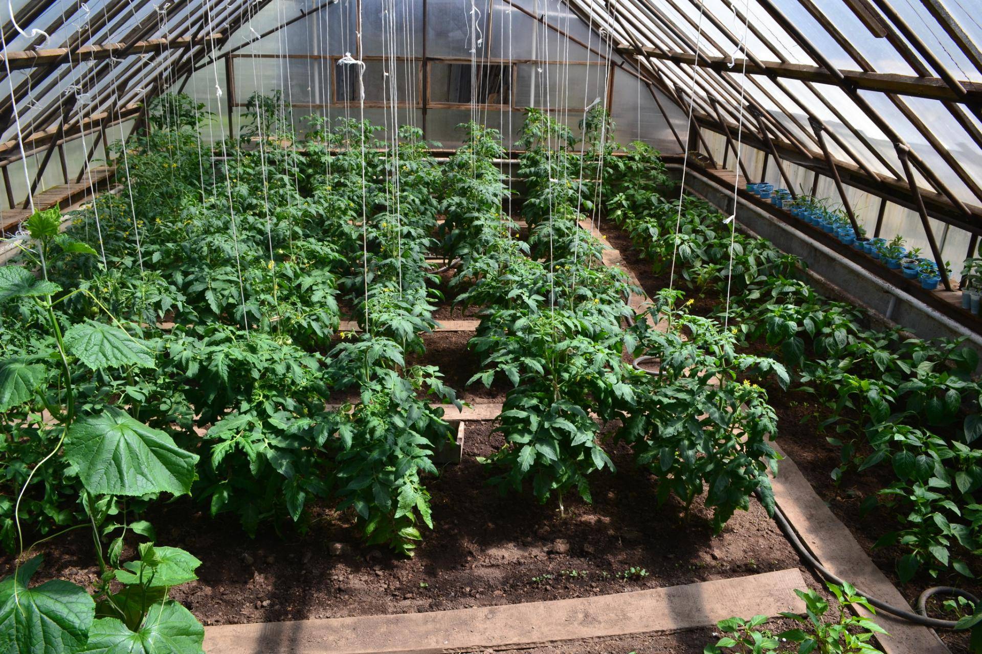 Выращивание в одной теплице перца и помидорами | вырасти сад!