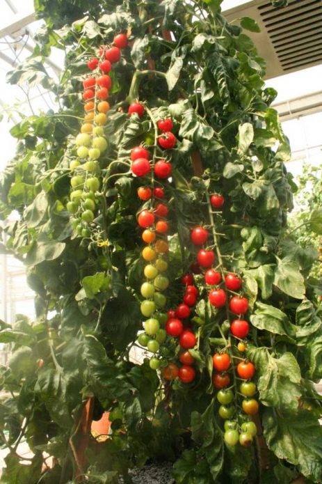 Помидоры «рапунцель»: описание сорта – все о томатах. выращивание томатов. сорта и рассада.