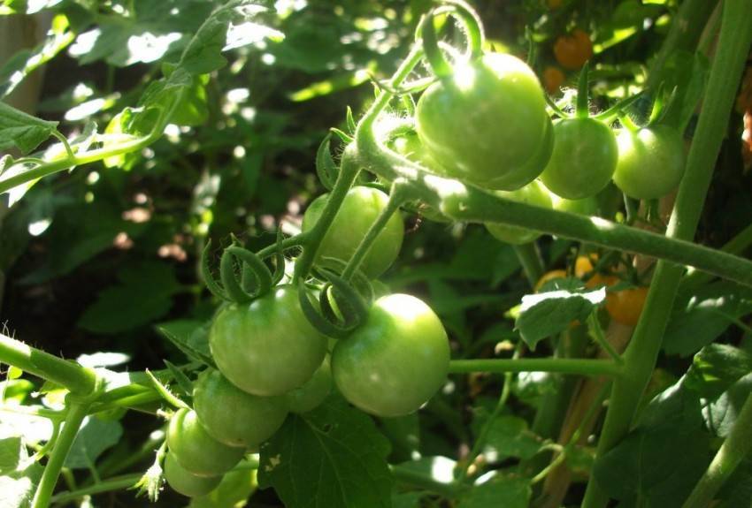Чем опрыскивать помидоры и когда это делать лучше всего - лечение и профилактика заболеваний томатов (105 фото и видео)