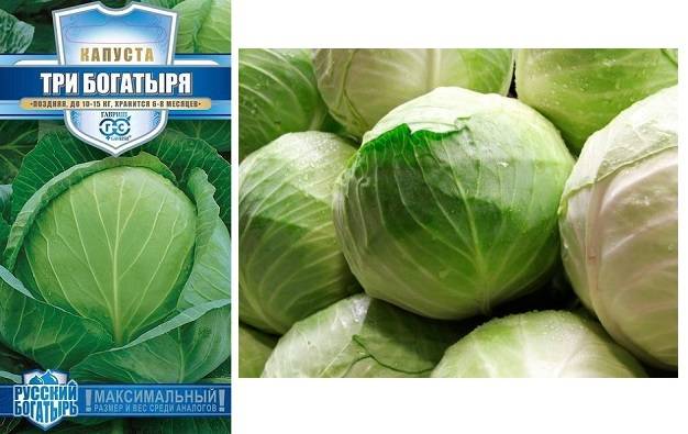 Описание сорта капусты три богатыря