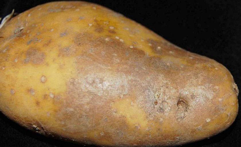 Болезни картофеля: описание с фото, виды, как лечить