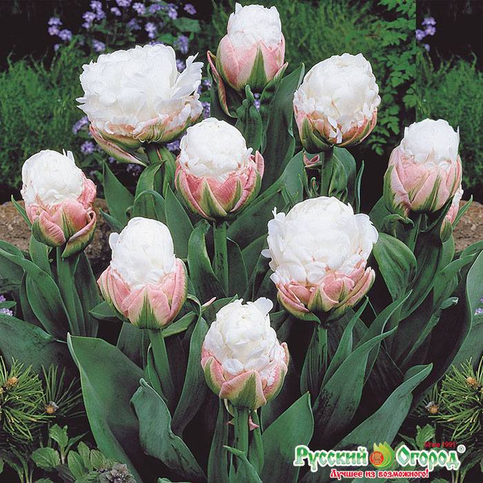 Тюльпаны «айс крим» (21 фото): особенности сорта, похожего на мороженое, выращивание тюльпанов «пломбир»