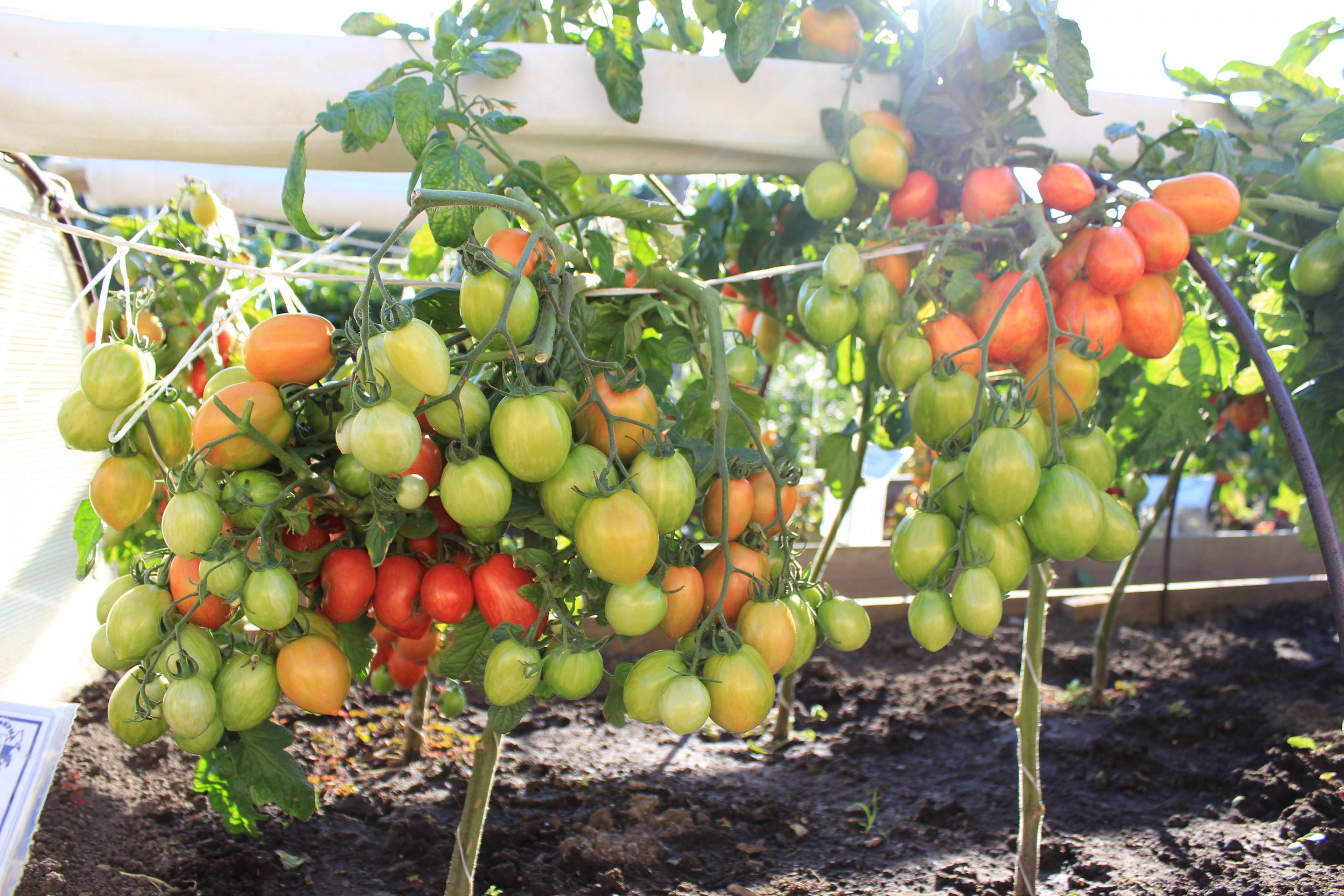 Особенности выращивания томата непасынкующийся