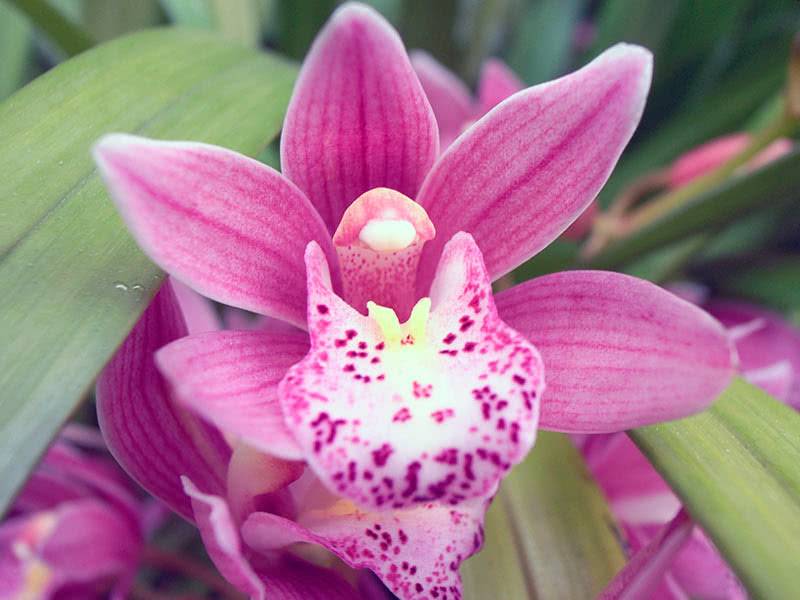 Удобрения для цветения орхидей в домашних условиях и на улице: чем подкормить и поливать, чтобы она всегда давала деток? selo.guru — интернет портал о сельском хозяйстве
