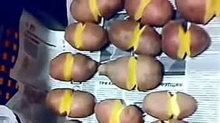 Голландская технология выращивания картофеля: особенности, условия и требования