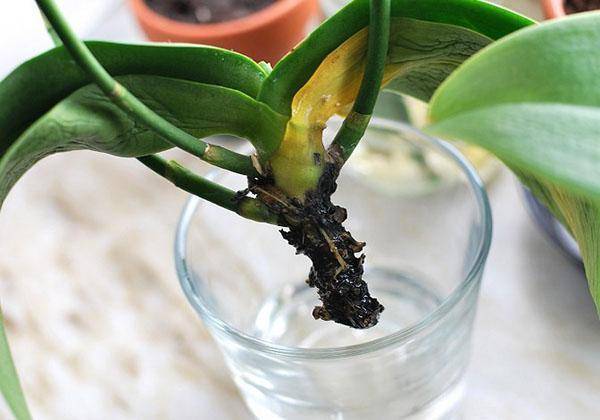 Рассказываем, почему орхидея вянет после пересадки и что делать