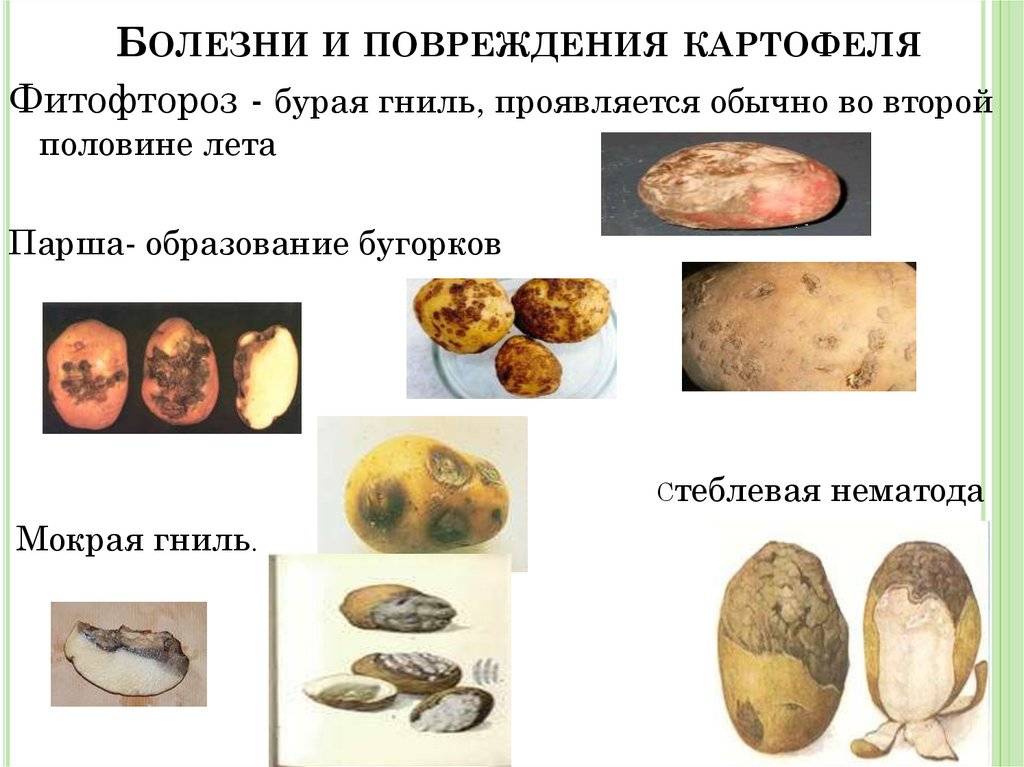 Болезни картофеля - фото, описание и лечение, как победить причины возникновения