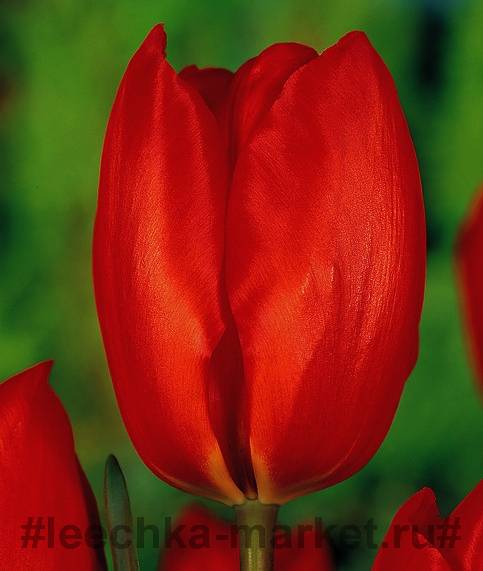 Тюльпаны «лалибела»: описание сорта и тонкости его выращивания - ваш сад