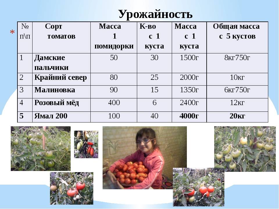 Урожайность кг м2. Урожайность томатов. Таблица урожайности сортов томата. Средняя урожайность помидор. Урожайность одного куста помидор.