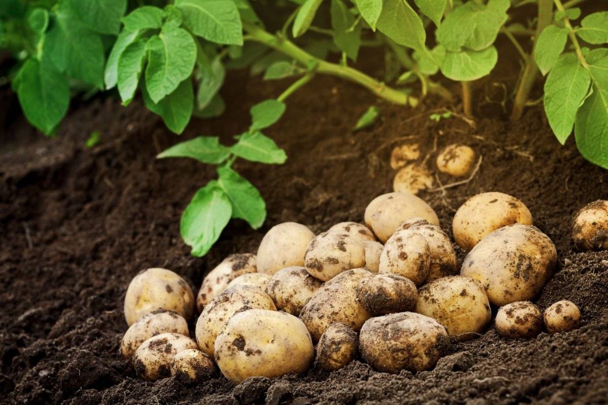 Выращиваем картофель из семян: клубни без вредного наследия