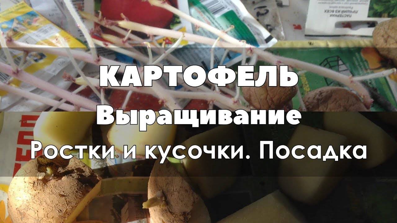 Технология выращивания картофеля на приусадебном участке: условия, способы, особенности и советы, как вырастить хороший урожай (с фото и видео)