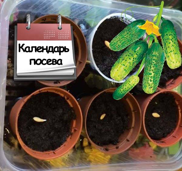 Когда сажать огурцы на рассаду в 2020 году по лунному календарю: таблица благоприятных дней для посадки огурцов по фазам луны