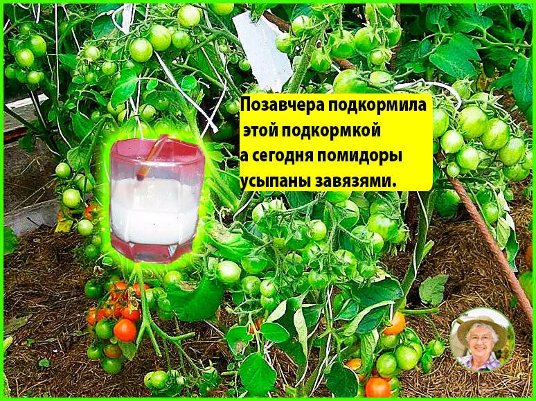 Можно ли удобрять помидоры. Удобрение для томатов в теплице. Подкормка помидор в теплице. Удобрение для огурцов и помидоров. Лучшие удобрения для томатов в теплице.