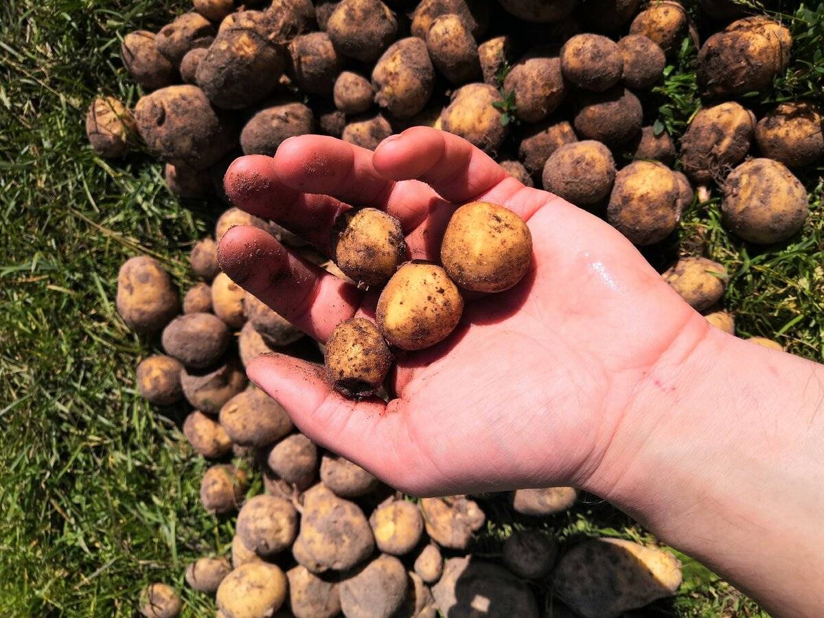 Какой урожай картошки. Урожай картофеля. Плохой урожай картошки. Неурожай картофеля. Картофель сельскохозяйственная культура.