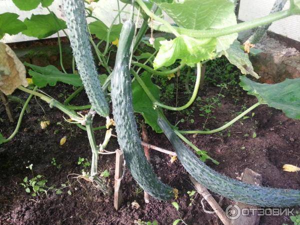 Сорта огурцов изумрудный поток | огородовед