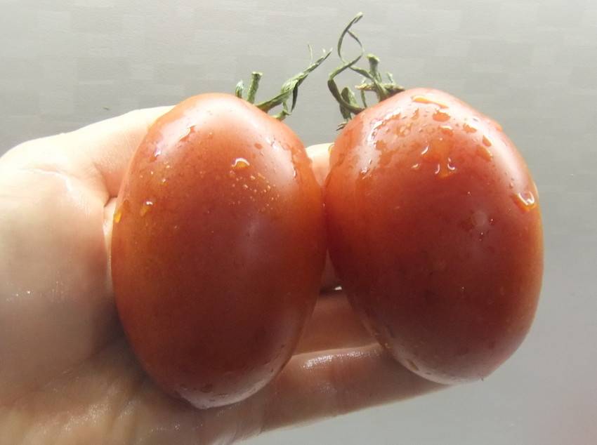 Особенности выращивания сорта томатов де барао