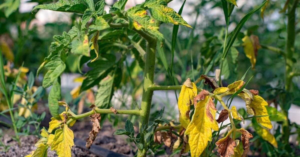 Почему вянет рассада помидоров и как помочь растениям?