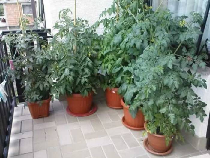 Какие помидоры выбрать для выращивания на балконе и как это правильно делать