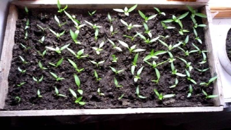 Рассмотрим перец острый: выращивание из семян, когда сажать в домашних условиях, уход за рассадой