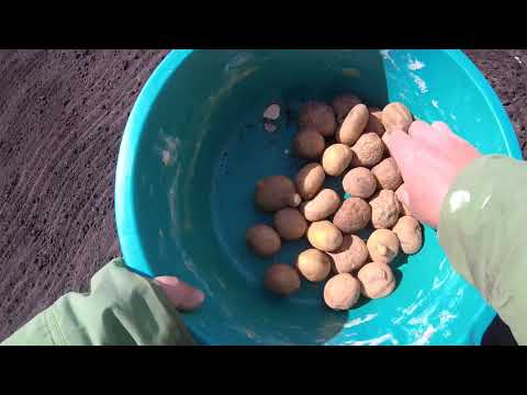 Как вырастить картофель из семян в домашних условиях на рассаду видео