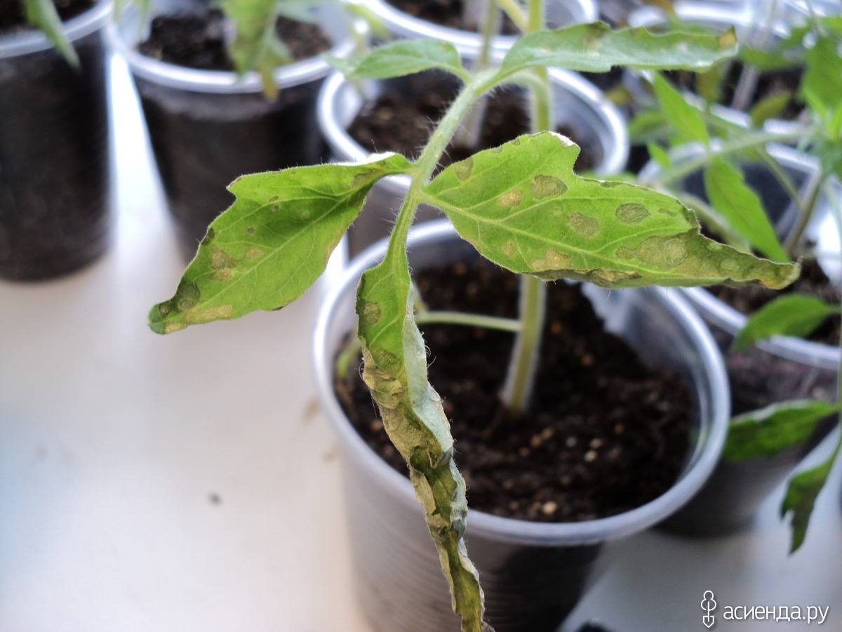Почему сохнут листья у рассады томатов