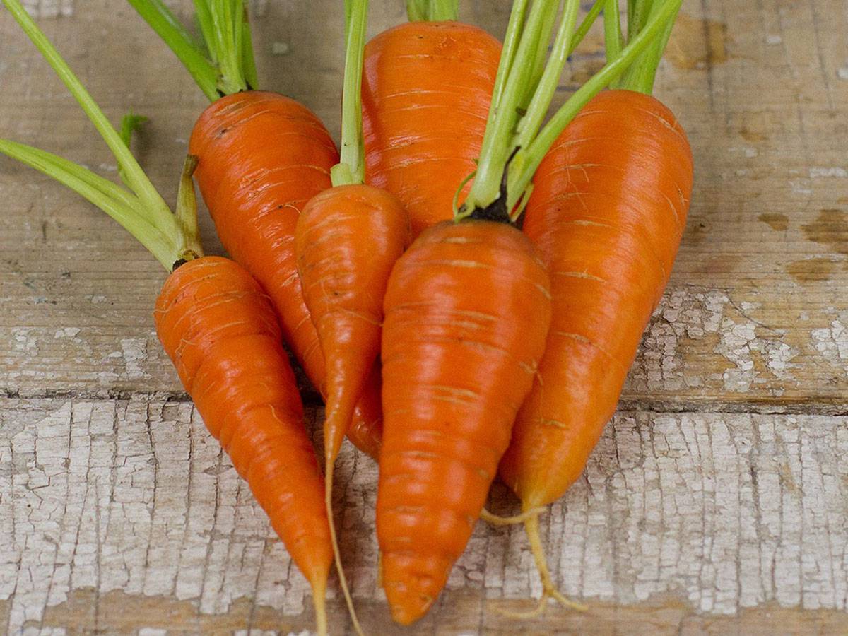 Морковь мармеладница описание сорта фото