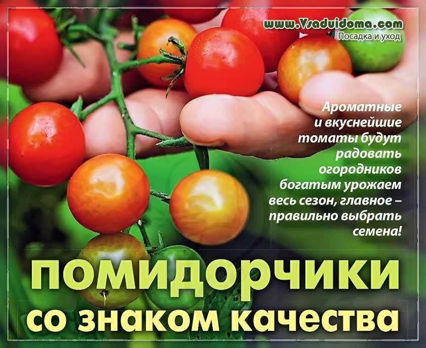 Описание сорта томата королевич, его характеристика и выращивание – дачные дела
