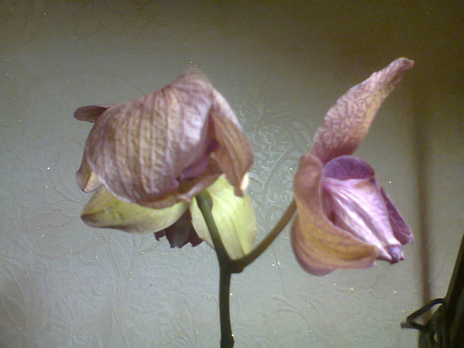Почему орхидея вянет и что делать. Орхидея фаленопсис завядающее. Увядшая Орхидея. Завявшая Орхидея. Вянут цветы орхидеи.
