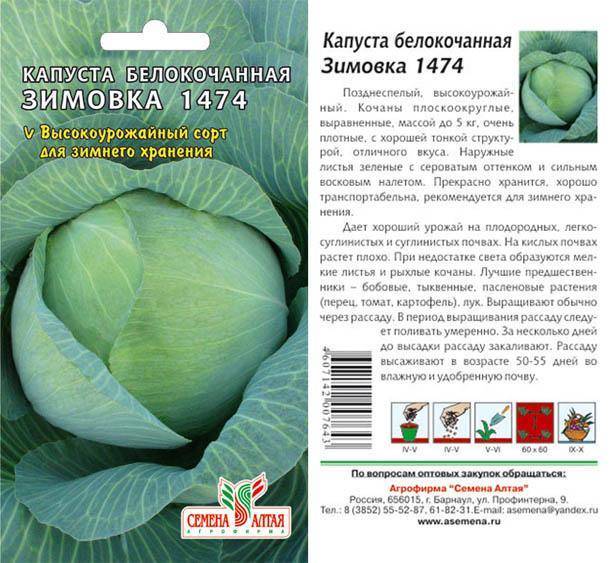 Сорт капусты зимовка 1474: фото, отзывы, описание, характеристики.