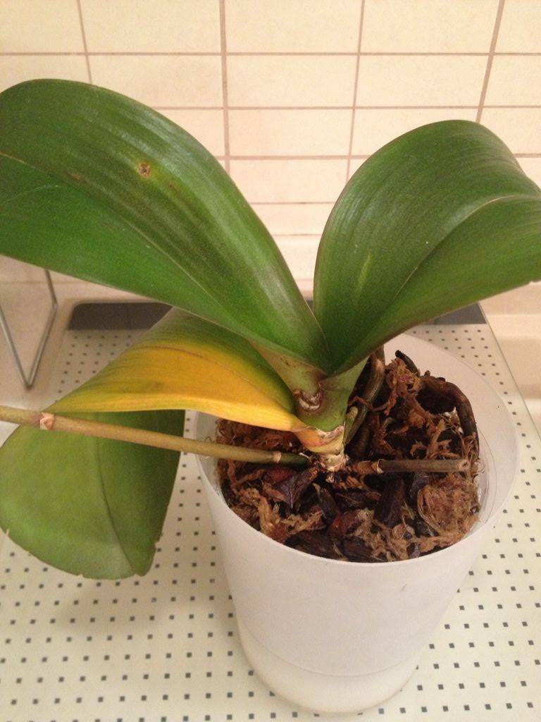 Почему желтеют листья у орхидеи: разные случаи и болезни
