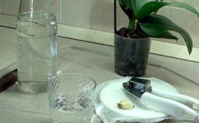 Чесночная вода для орхидей: почему так полезна эта подкормка, рецепты изготовления, а также готовые инструкции по правильному проведению полива selo.guru — интернет портал о сельском хозяйстве