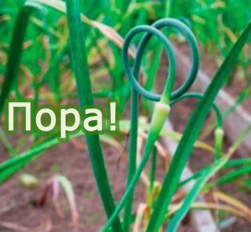 Нужно ли обрывать стрелки у чеснока? когда и как это правильно делать? - дачно-огородные радости - медиаплатформа миртесен