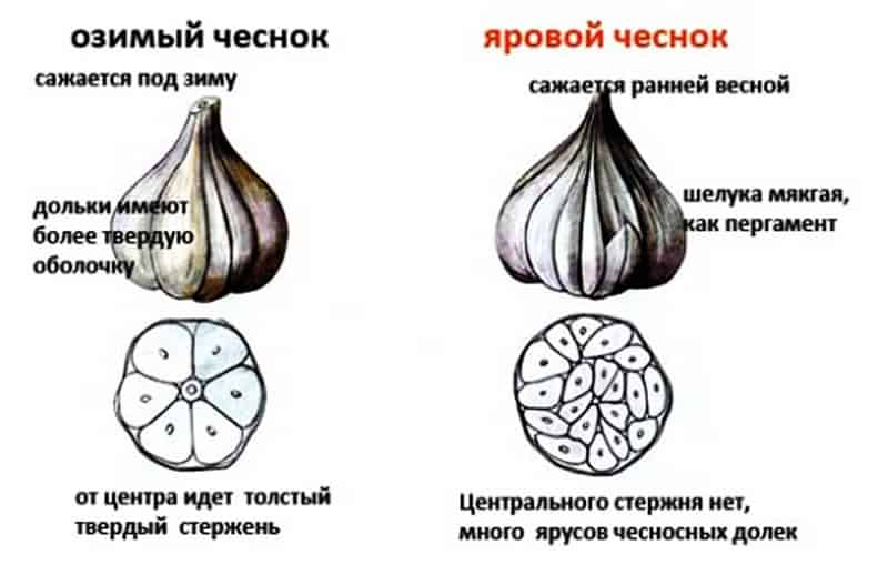 Посадка ярового чеснока весной в открытый грунт: сроки, правила выращивания и уход до сбора урожая