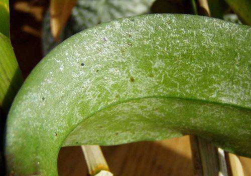 Болезни Орхидеи И Их Лечение С Фото