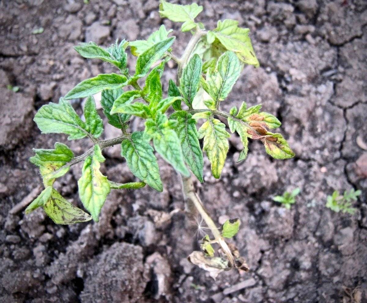 Почему рассада помидор бледно-зеленого цвета: 7 причин и 3 правила для хорошего роста и развития