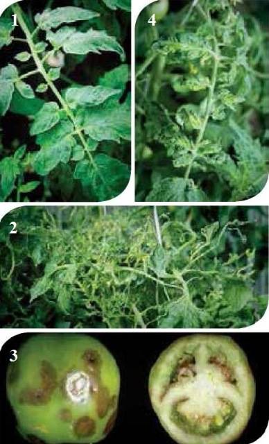 Вирус мозаики: описание видов заболевания на разных растениях, способы борьбы и профилактики