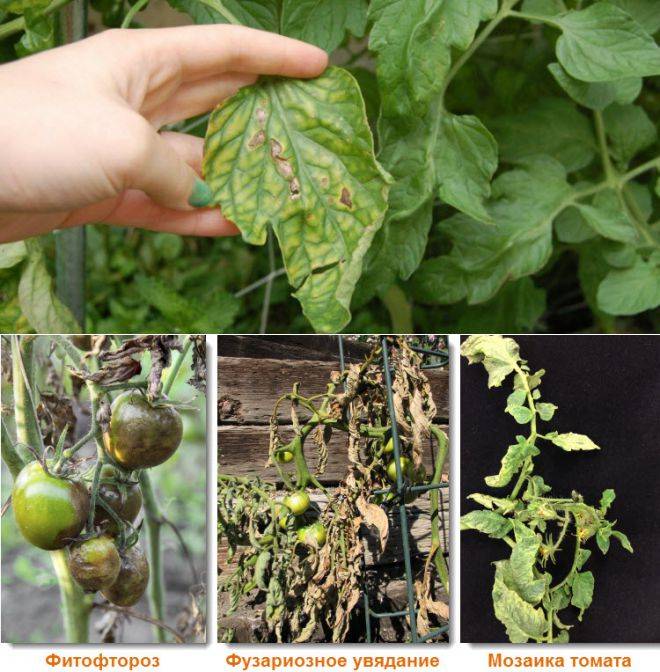 Фузариозное увядание томатов: профилактика и лечение