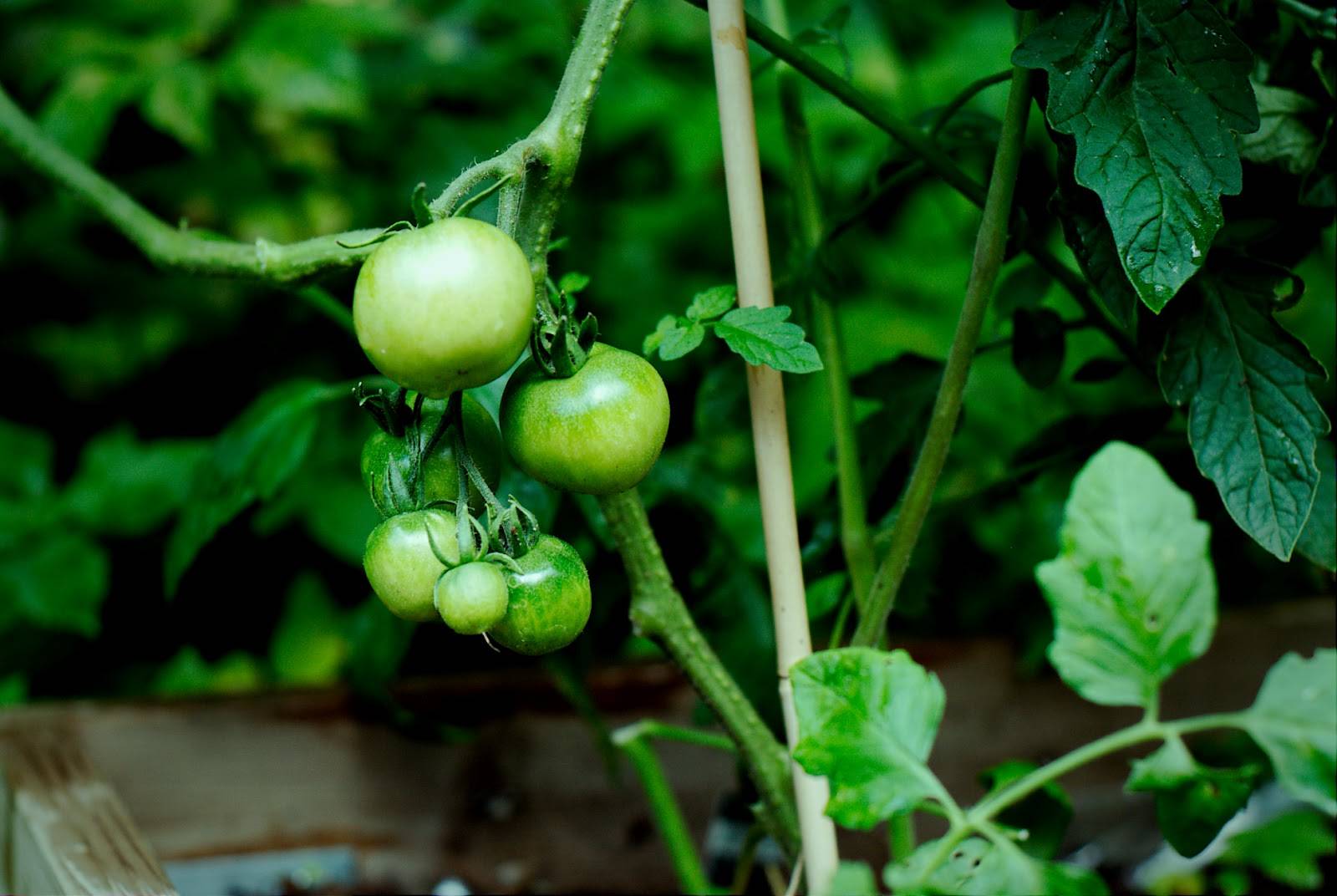 ✅ томаты жируют в теплице: что делать, чем и как остановить жирование - tehnomir32.ru