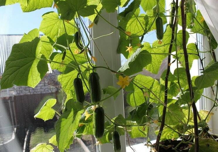 Лучшие сорта огурцов для выращивания на балконе и подоконнике